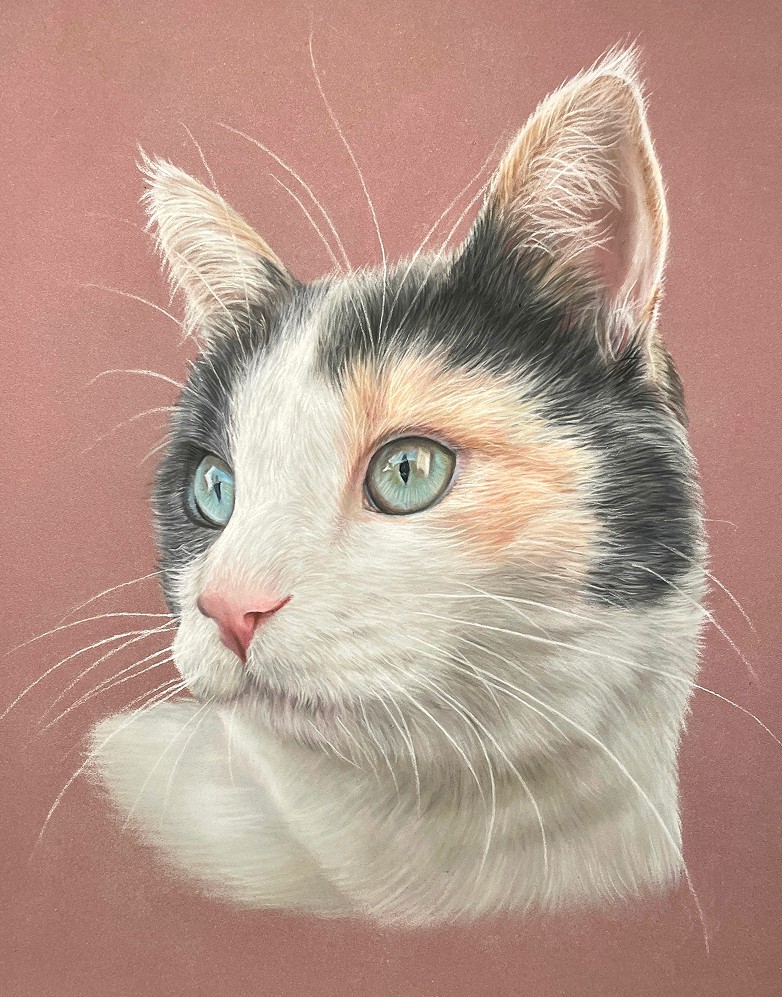 Colored pencil drawing of a calico cat portrait on a pink background.