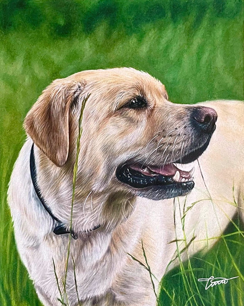 Colored pencil drawing of a yellow labrador in tall grass.